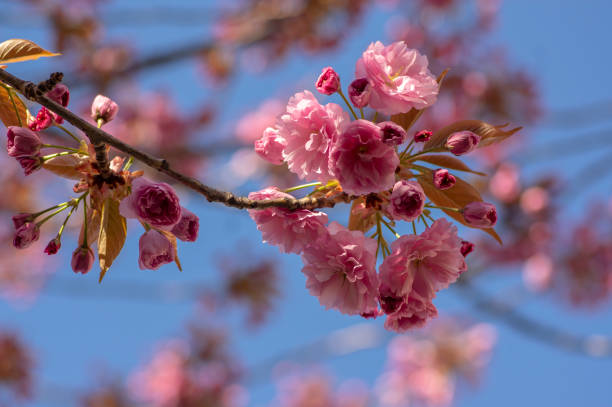 prunus serrulata японское вишневое дерево выращивания двойного цветка под названием сакура или тайхаку в цвету, цветущая восточная вишня - cherry blossom spring day sakura стоковые фото и изображения
