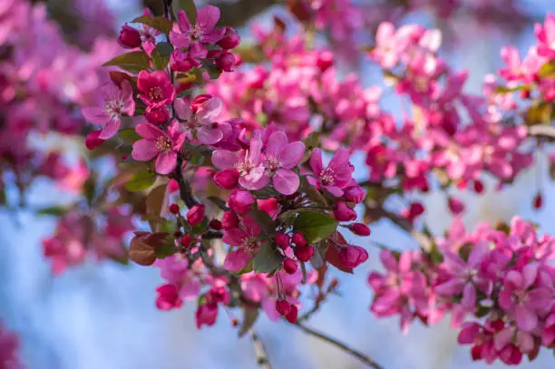 Ornamental cultivated malus apple tree plant flowering during springtime, toringo scarlet bright purple leaves and pink flowers in bloom