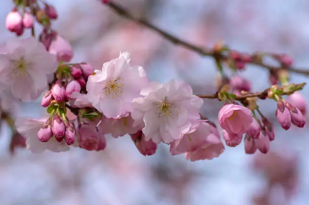 Prunus sargentii accolade sargent cherry flowering tree branches, beautiful groups light pink petal flowers in bloom and small buds in sunlight against blue sky