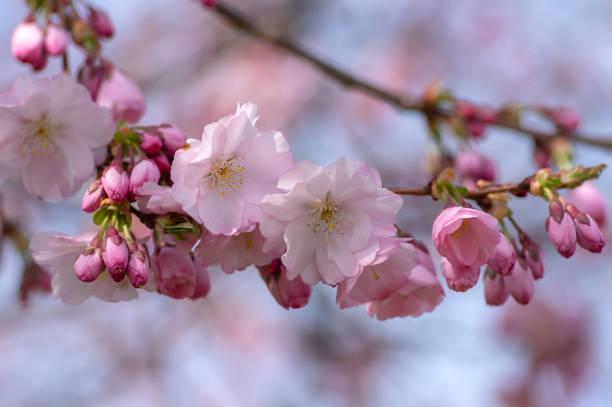 prunus sargentii accolade sargent cherry flowering tree branches, beautiful groups light pink petal flowers in bloom and buds - accolade imagens e fotografias de stock