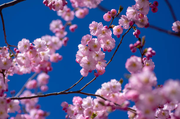 istock Prunus sargentii accolade sargent cherry flowering tree branches, beautiful groups light pink petal flowers in bloom and buds 1350067222