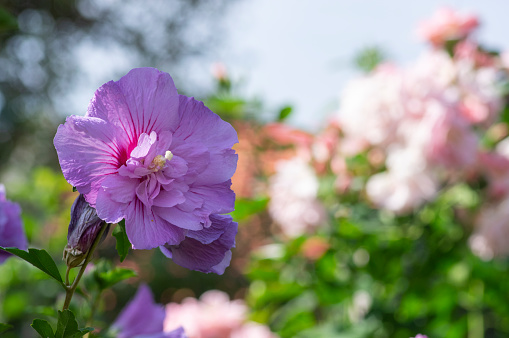 Hibiscus syriacus korean rose or syrian ketmia shrub in bloom, rose mallow flowering plants, green leaves on branches