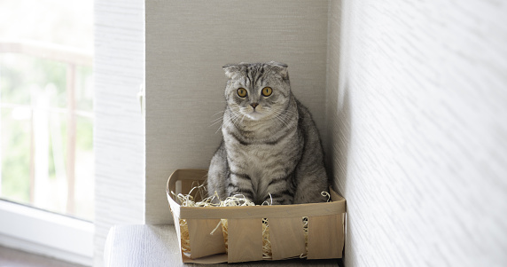 Cute cat sitting in the wooden box