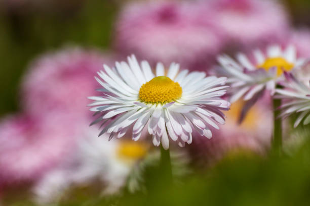 istock Meadow daisies in the meadow. White flower with petals 1350068051
