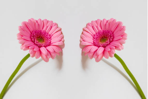 rosa gerbera auf weißem grund auf grünem stiel. die beiden gerbers sind nebeneinander gespiegelt - gerbera daisy stem flower head pink stock-fotos und bilder