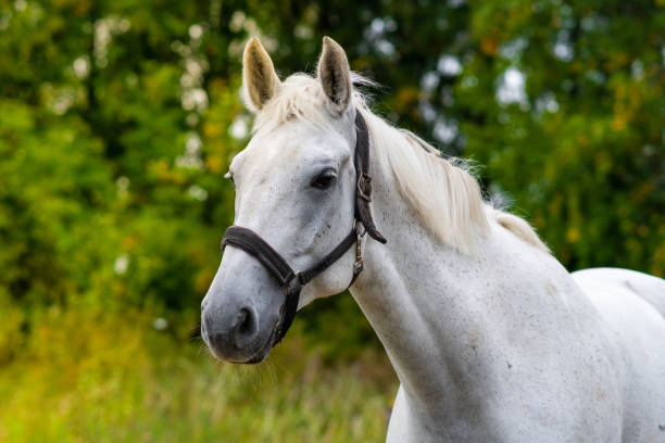 istock White horse portrait 1350070113