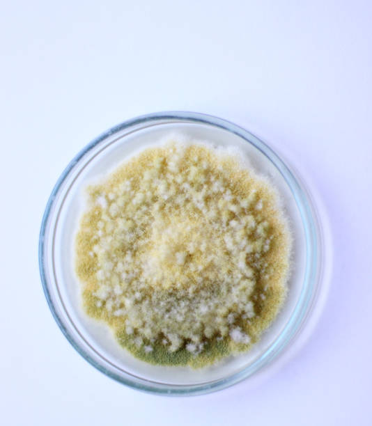 istock Rotten food 1350072129