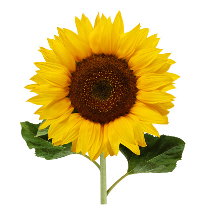 sunflower isolated on a white background with clipping path, one ripe flower on a stem with leaves