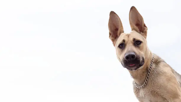 Photo of Close-up of a dog's head on a white background.