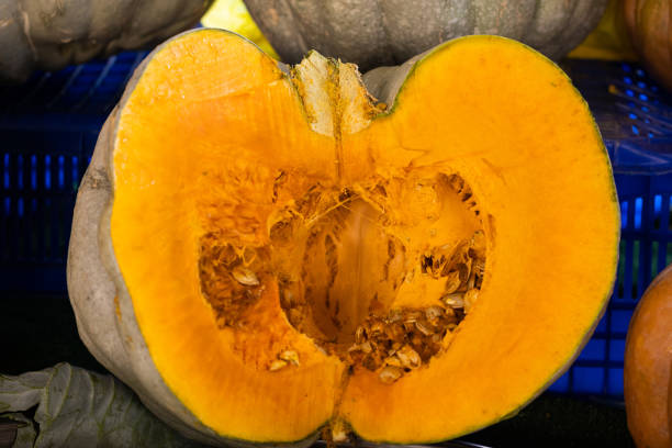 Big orange pumpkin for halloween or thanksgiving, autumn harvest.