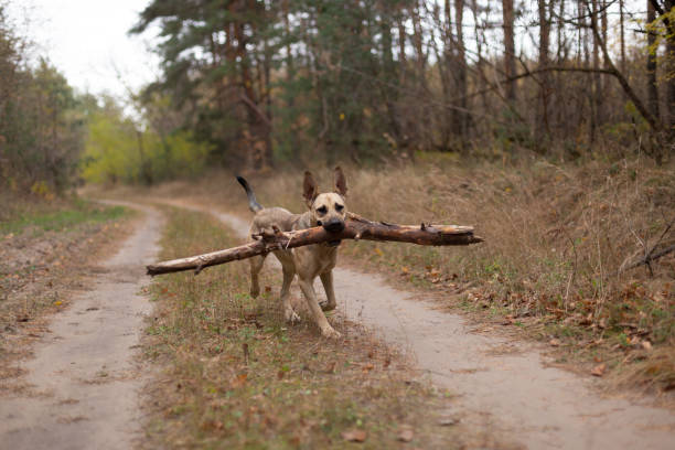 istock The dog plays with a stick in the forest. 1350073388