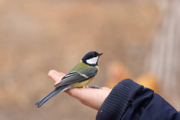 istock The child holds a titmouse in his hands. 1350073574