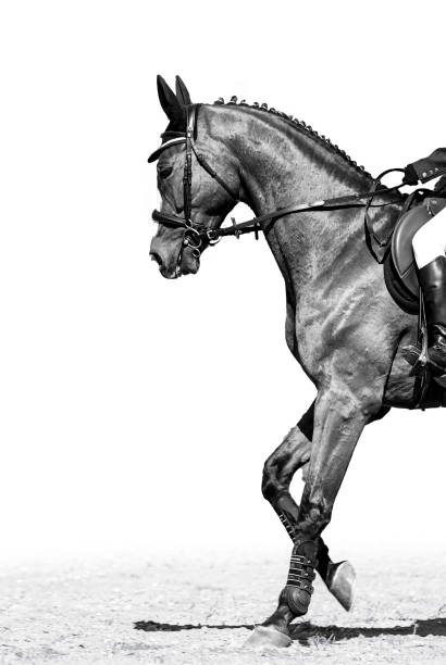 istock Black and white dressage 1350073736