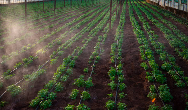 greenhouse farming - scented non urban scene spring dirt imagens e fotografias de stock