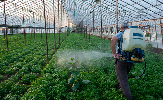 Elderly farmer spraying pesticides on parsley in a greenhouse to protect it from insects and agricultural diseases