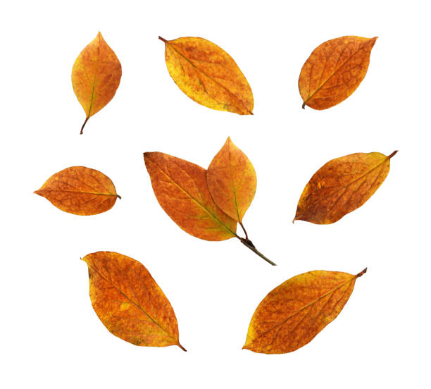 istock Set of autumn ginger leaves isolated 1350076262