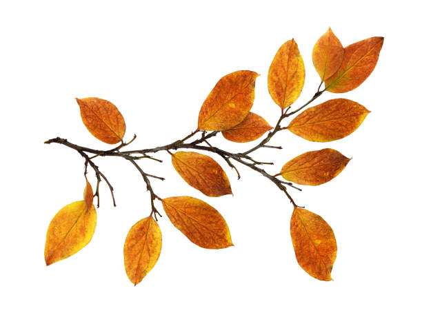 istock Autumn twig with colorful leaves isolated 1350076263