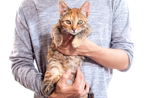 Cat in arms of a man, isolated on white background. Tabby cat in orange color. Beautiful furry cat looking forward.
