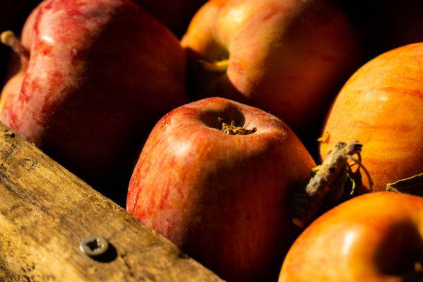 fresh apples in the market