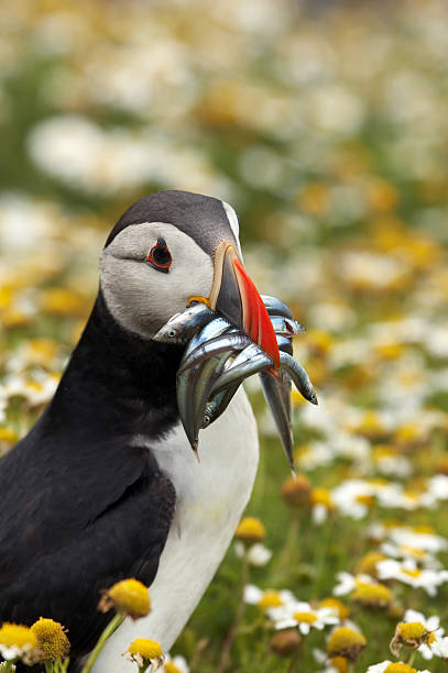 istock Puffin with mouthful of sand eels 135007735