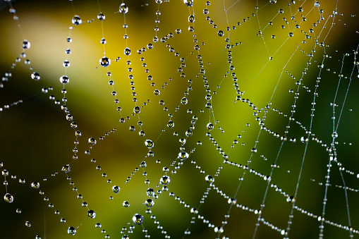 Dew drops on a spider web