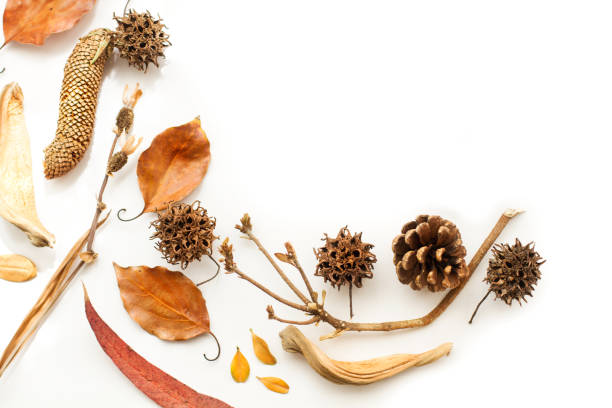 istock Pine cones and liquidambar fruits on a white background 1350081507