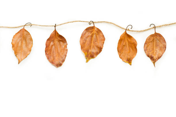 istock Dry leaves hanging by a thread on a white background with copy space 1350081544