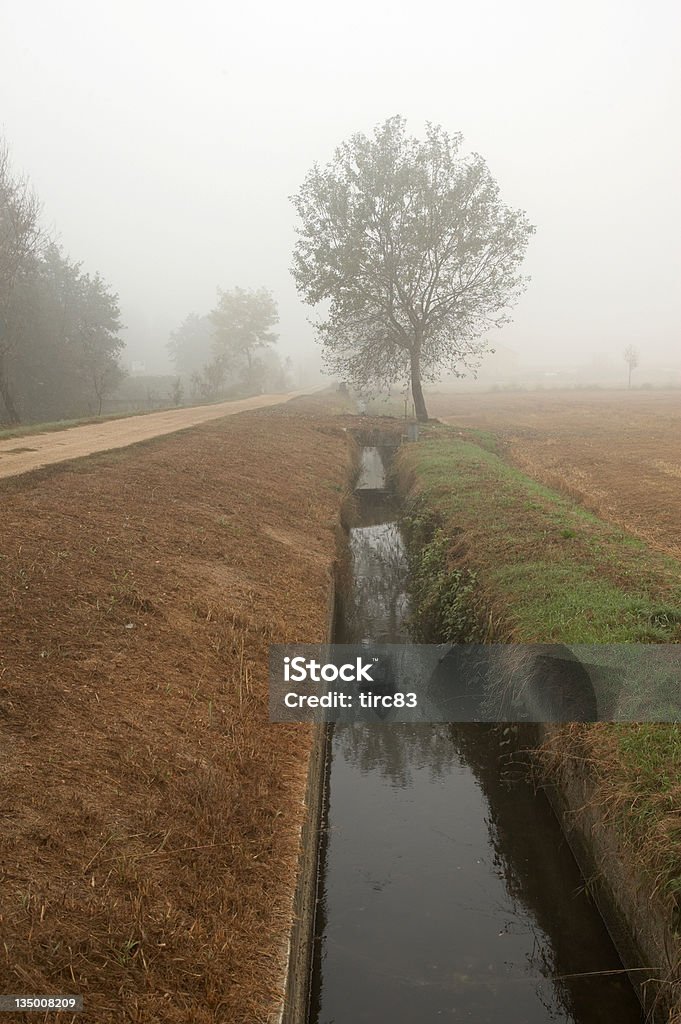 Misty árvore cena rural da Itália - Foto de stock de Campo royalty-free