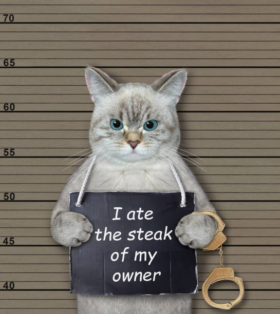Cat ashen ate steak of its owner An ashen cat criminal has a sign around his neck that says I ate the steak of my owner. Lineup beige background. dangerous steak stock pictures, royalty-free photos & images