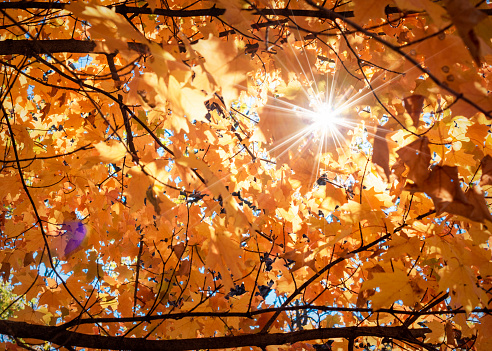 Sunlight creates a sunburst amongst the maple tree leaves in all of their fall splendor.