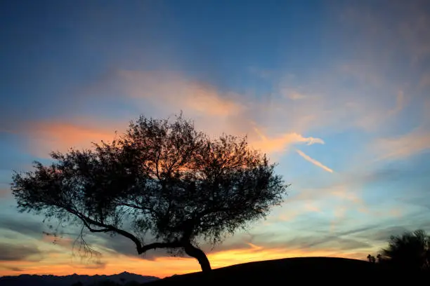 A beautiful mesquite tree in silhouette. Image taken near Phoenix, Arizona.