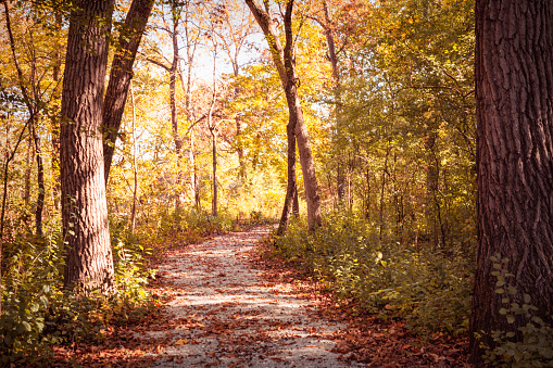 A path through sparse woods on an autumn day in Waukesha County, Wisconsin.