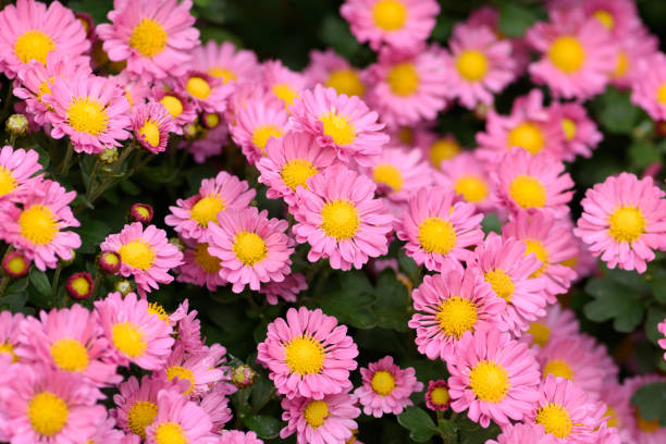 rosa buschige asterblume in einer gartenumgebung. aster dumosus rosenwichtel textur hintergrund - herbstastern stock-fotos und bilder