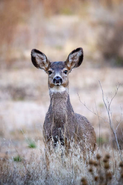 istock Doe mule deer on the Boise River in Boise, Idaho 1350083201
