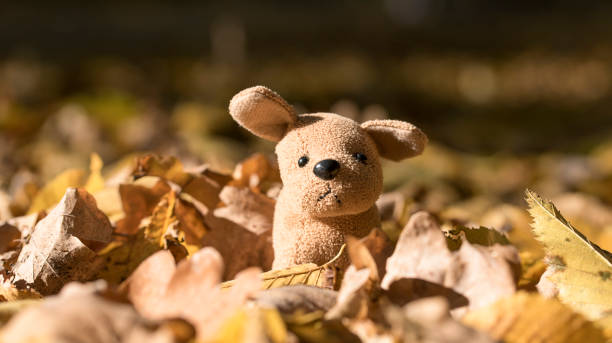 Funny cute plush dog sit on a yellow leaves in autumn forest