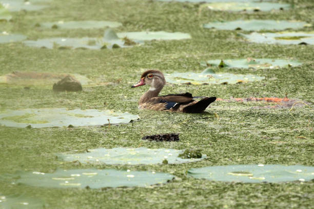 istock Young Male Wood Duck Bird Aix sponsa on Water 1350086664