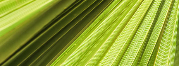 istock Palm leaf texture background. Summer holiday and tropical nature concept. 1350086676