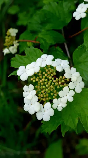 Close-up of a white Guelder-Rose flowers.