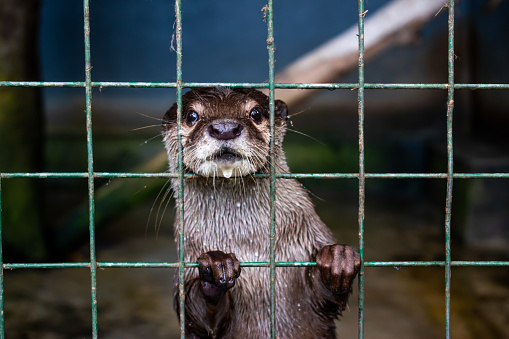 Eurasian otter (Lutra lutra) looking out of its hide near a stream.