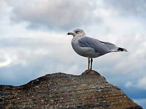 Close-up low angle view of a seagull standing on a rock with a cloudy sky in the background resting by the Ottawa River in Arnprior, Ontario, Canada.