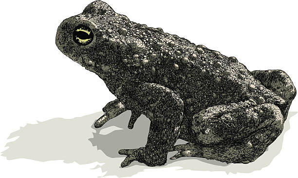 illustrazioni stock, clip art, cartoni animati e icone di tendenza di rospo di attesa - common toad