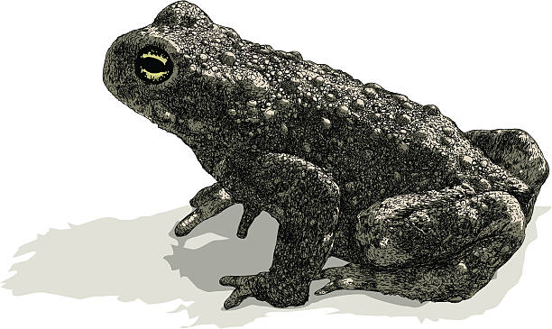 oczekiwanie toad - ropucha szara stock illustrations