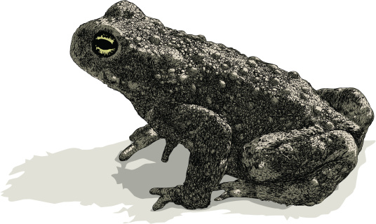 This Toad illustration is constructed from vector stroke, waiting for you to use as is, expand to a fill or convert to a brush of your choosing. Silhouette fill shapes behind. Various stoke sizes and colors are grouped separately. Easily editable.