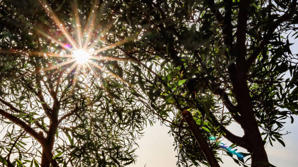 Sun shines through green foliage on tree branches in summer. Nature, climate change and environment concept
