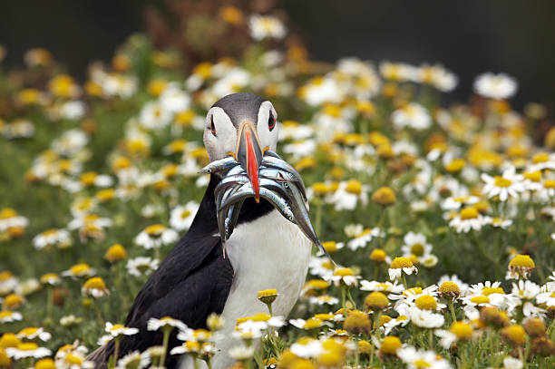 Puffin with full beak of eels