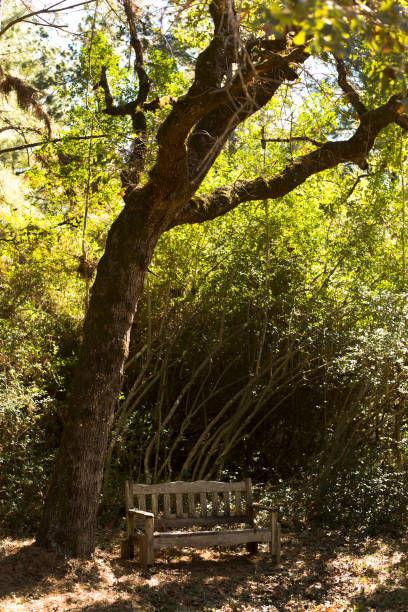istock Old wooden bench sitting under a large oak tree in wooded area. 1350097633