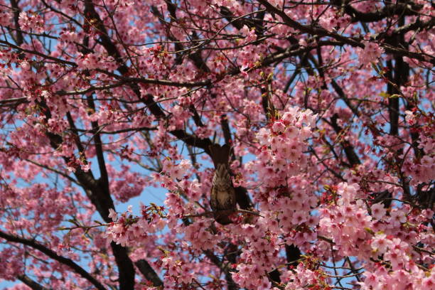 istock A bird on a pink cherry blossom background 1350099180