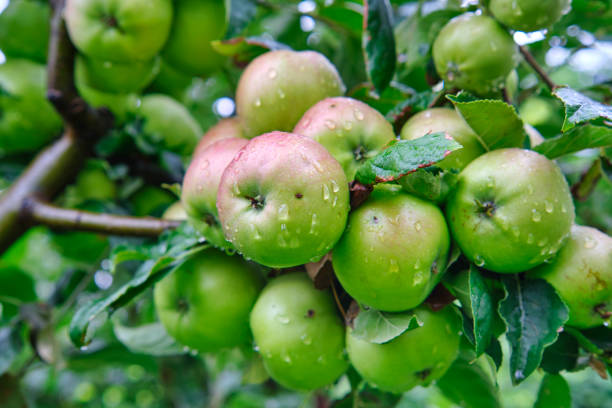 istock Apple tree with green apples close-up in sunlight after rain drops in the wind 1350099282
