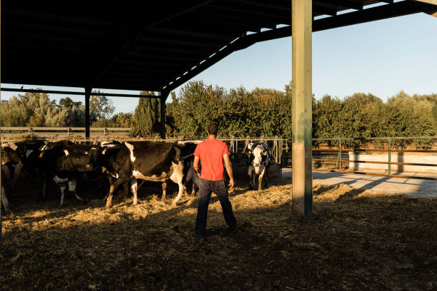 istock View of a farmer working in a farm with dairy cows. 1350100184