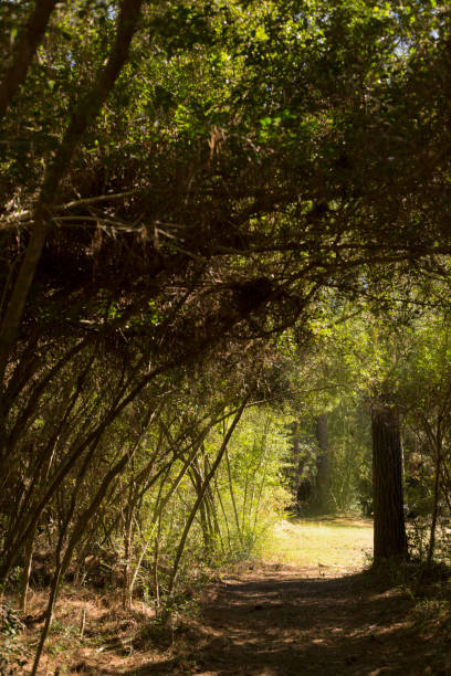 istock Sunlight streaming through trees onto pathway in wooded forest. 1350100250
